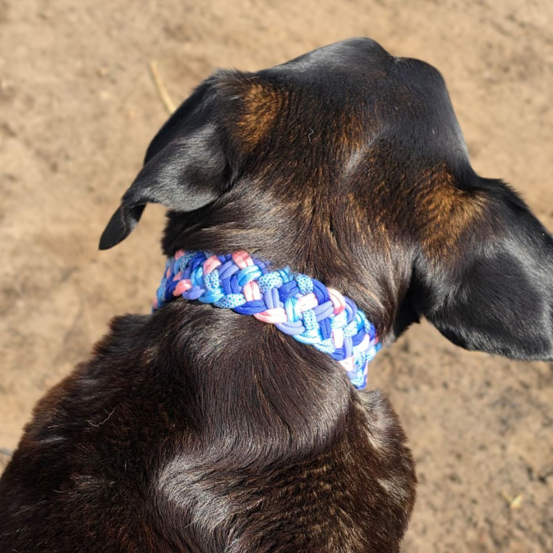 Pfotenlieblinge - Handgemachtes Paracord-Hundehalsband Bubblegum