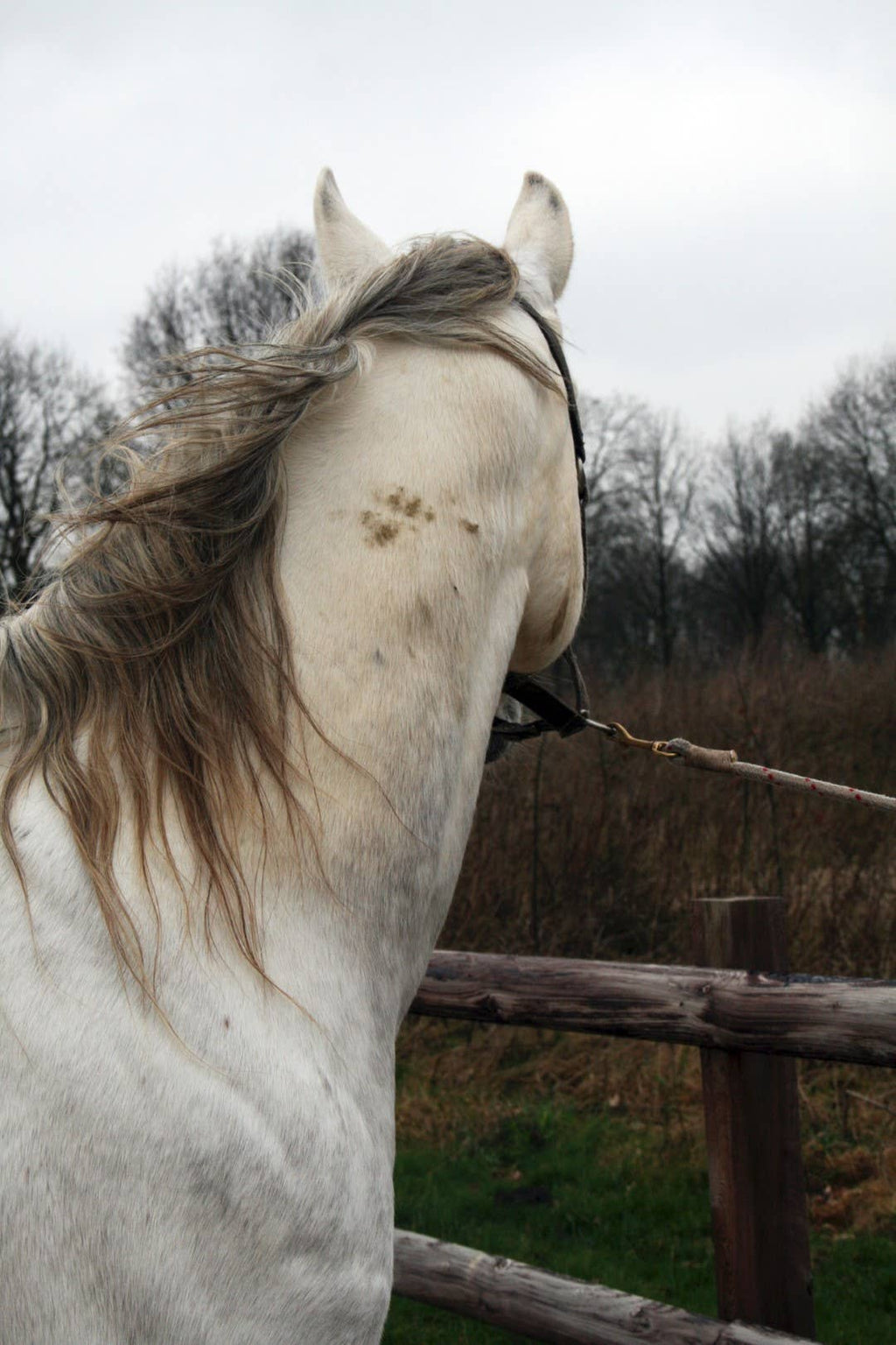 Hofman Animal Care - Excellent Horse Hi Gloss Clean Spray 500 ml