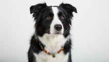 Hunde Bernsteinkette mit Jade Länge 41cm