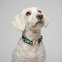 Halsband Aqua Camo