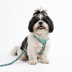 Hundegeschirr Aqua-Camo
