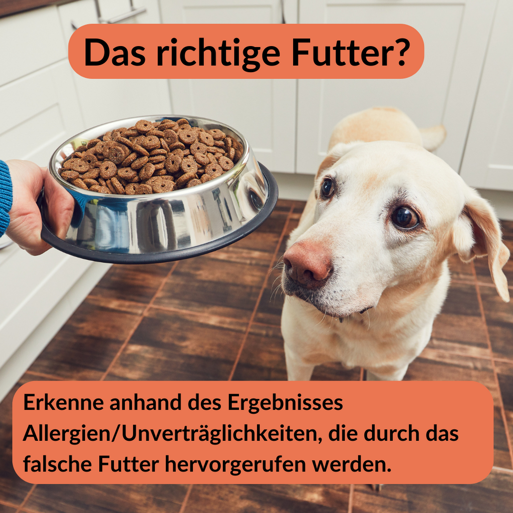 Allergietest Hund