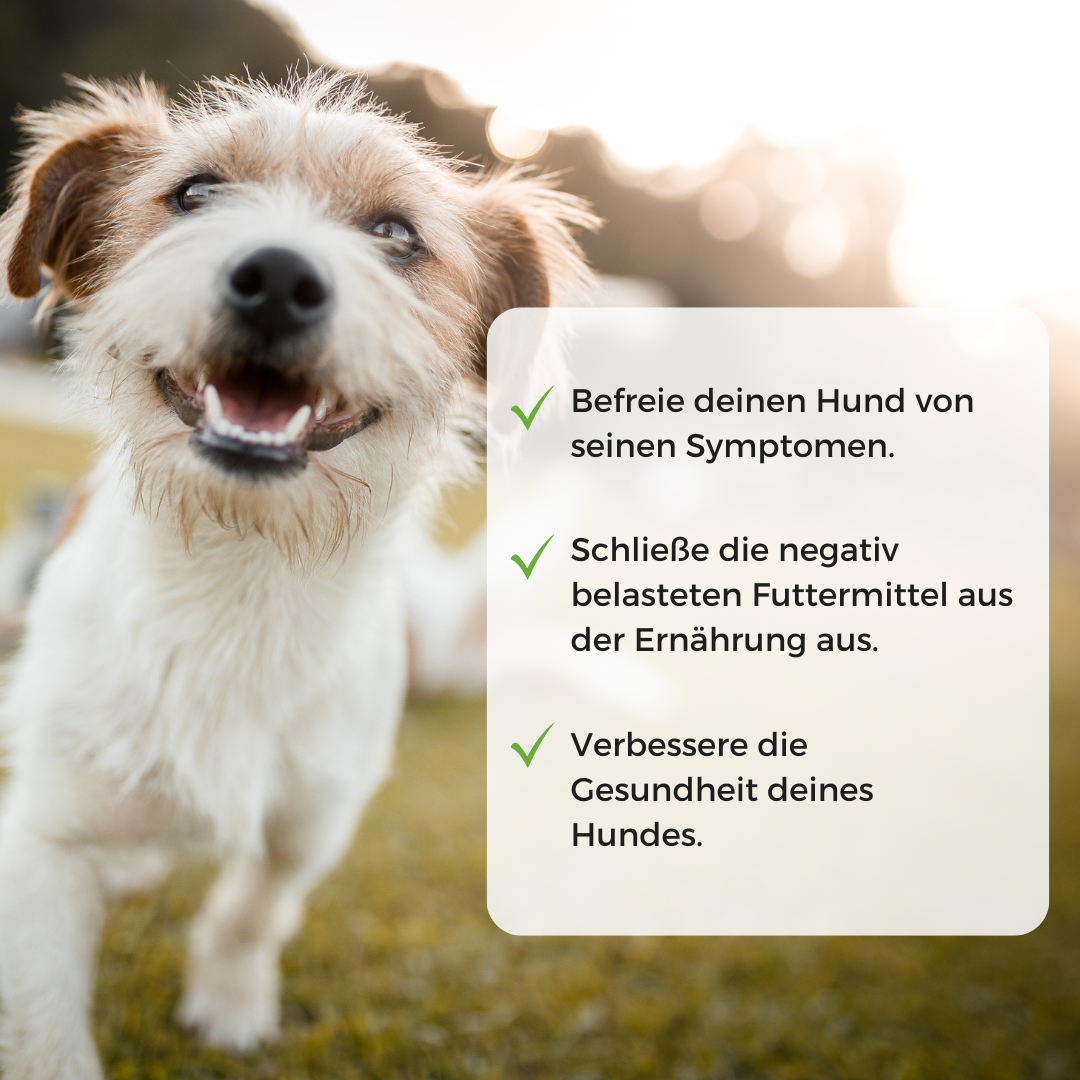 Allergietest Hund
