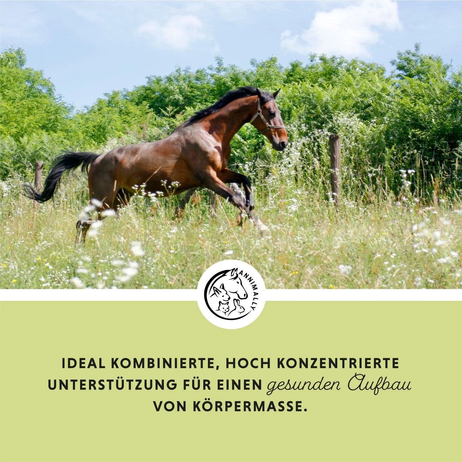 Annimally - Weight Gainer Konzentrat