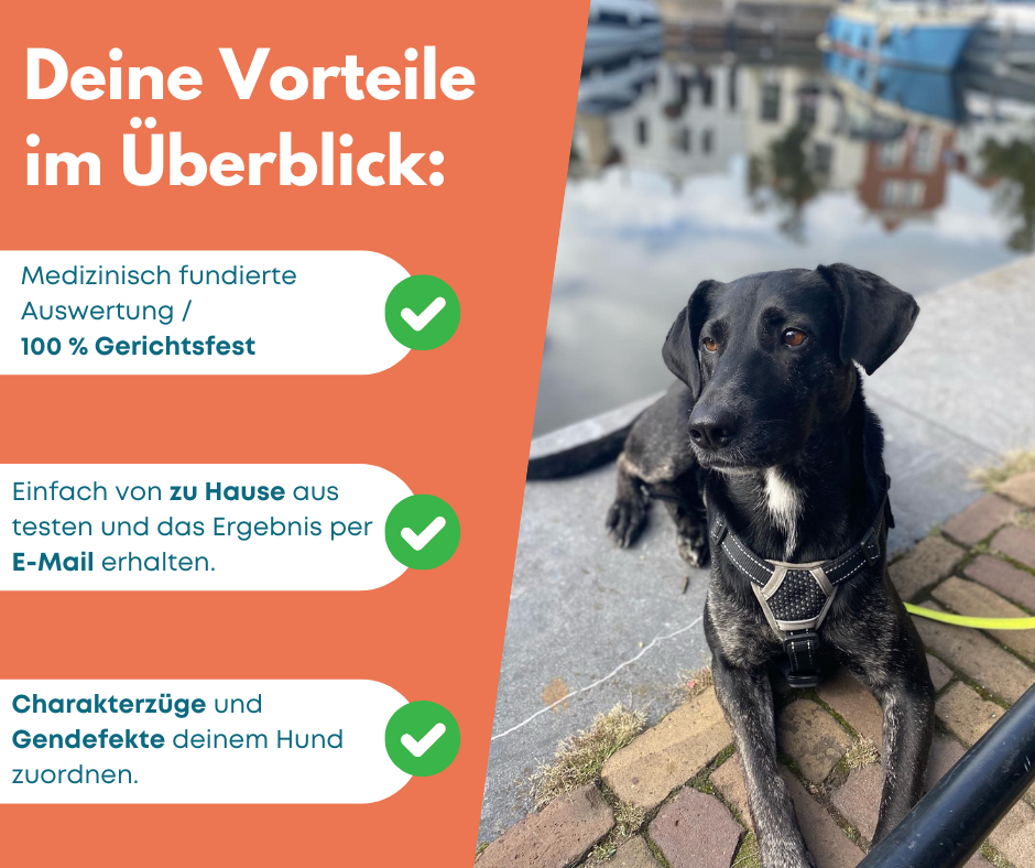 DNA Hunderassenbestimmung