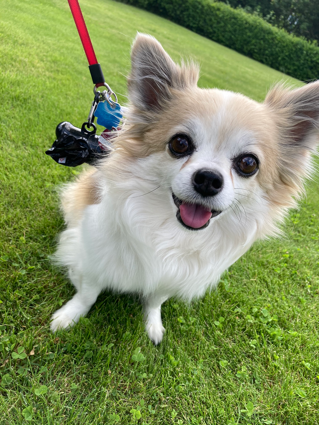 300 Hundekotbeutel mit Spender & Metallclip – Reißfest & blickdicht