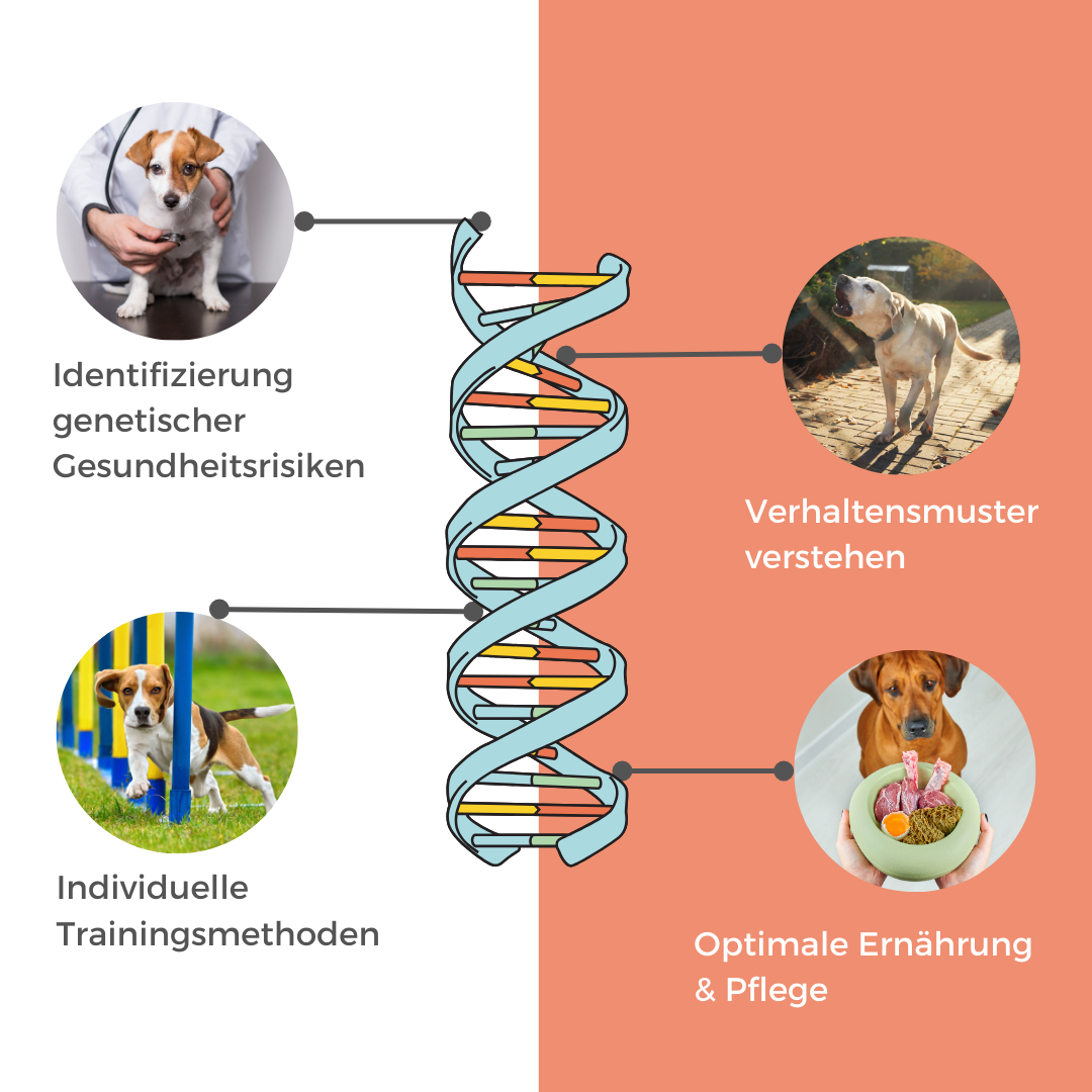 DNA Hunderassenbestimmung