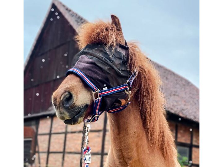 Icelandic Horse - Halfter Island mit Polsterung und Führstrick