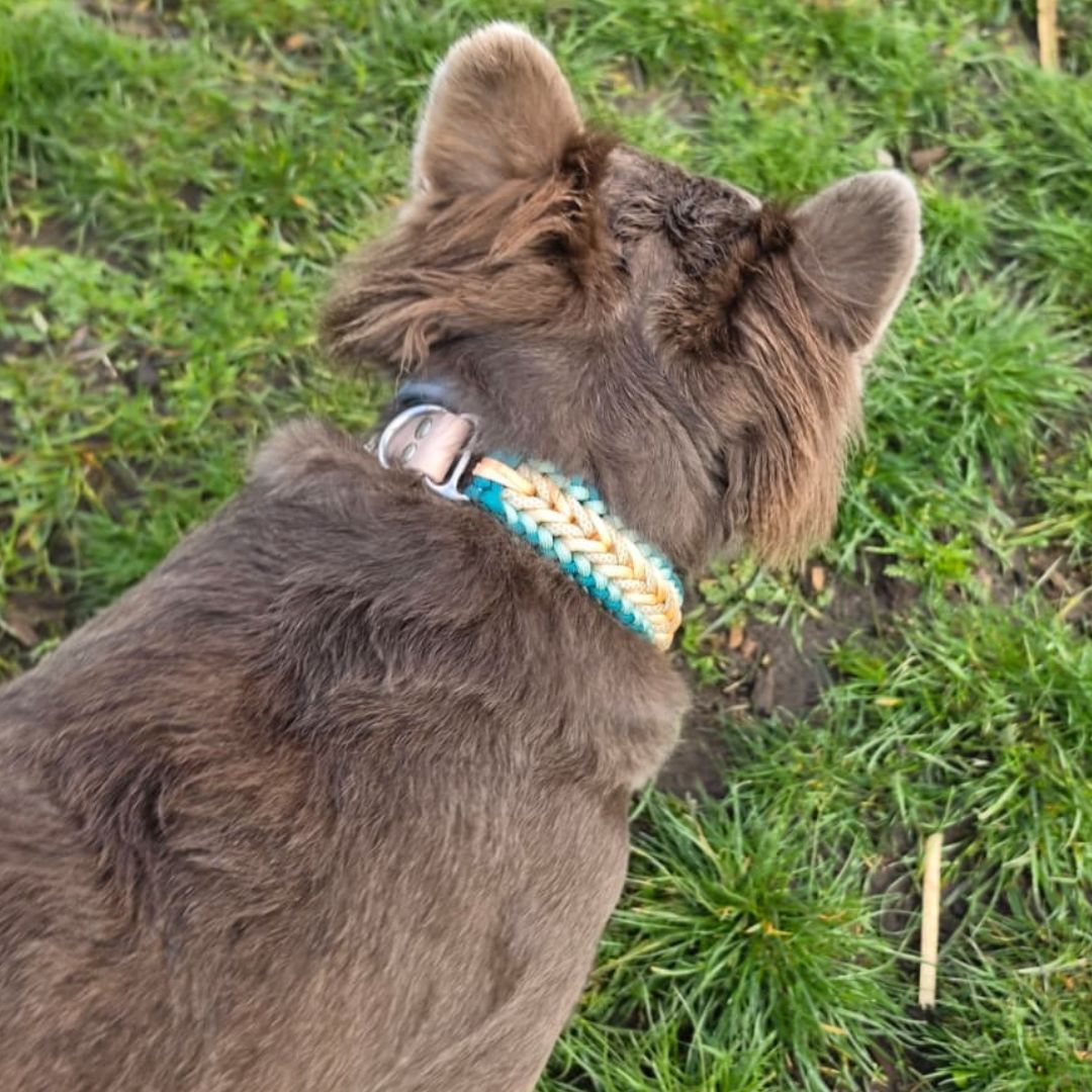 Pfotenlieblinge - Handgemachtes Paracord-Hundehalsband "Seagrass"