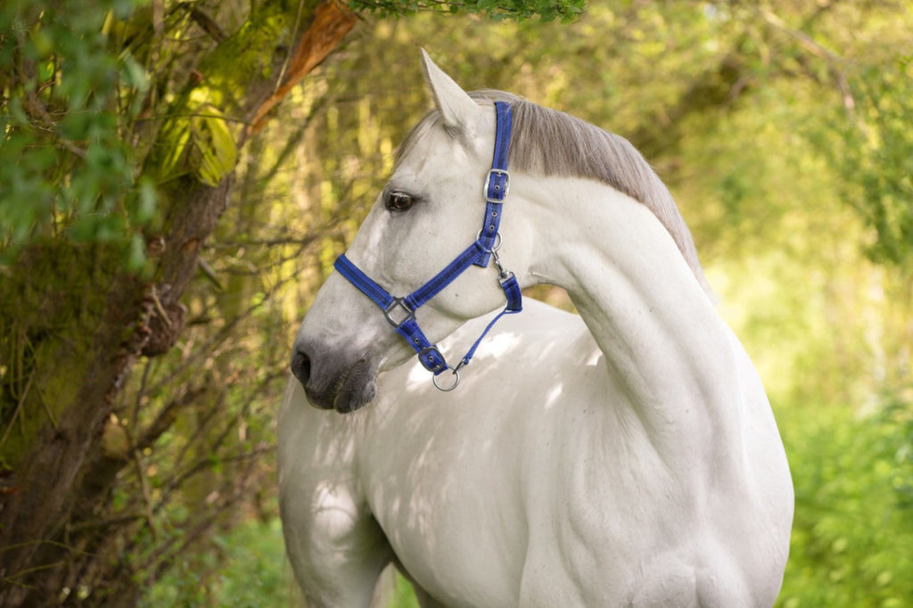 Covalliero - Nylonhalfter Mustang blau-schwarz