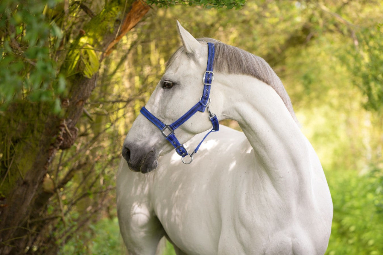 Covalliero - Nylonhalfter Mustang blau-schwarz