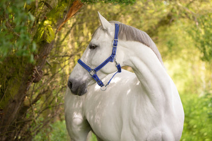 Covalliero - Nylonhalfter Mustang blau-schwarz