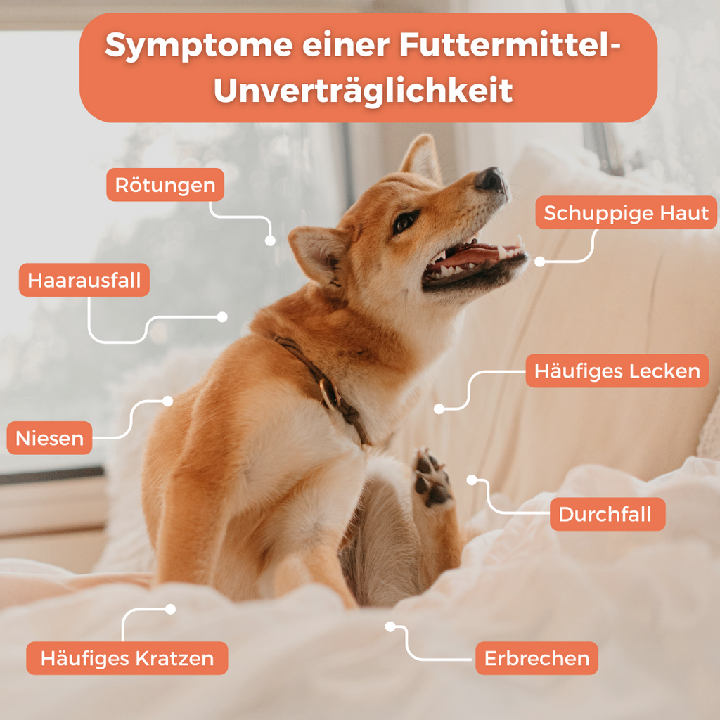 Allergietest Hund