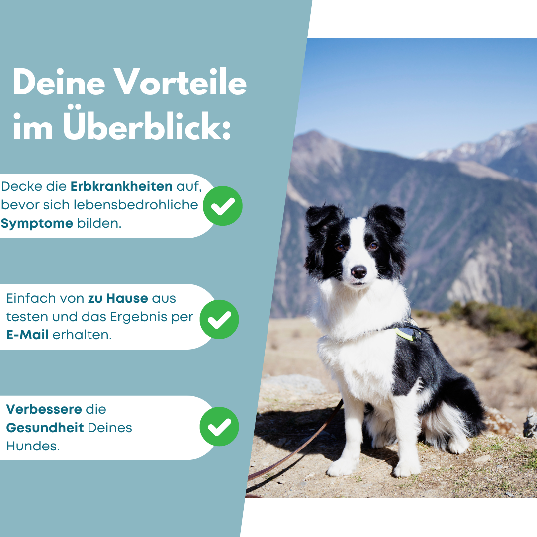 DNA-Erbkrankheiten Analyse Hund